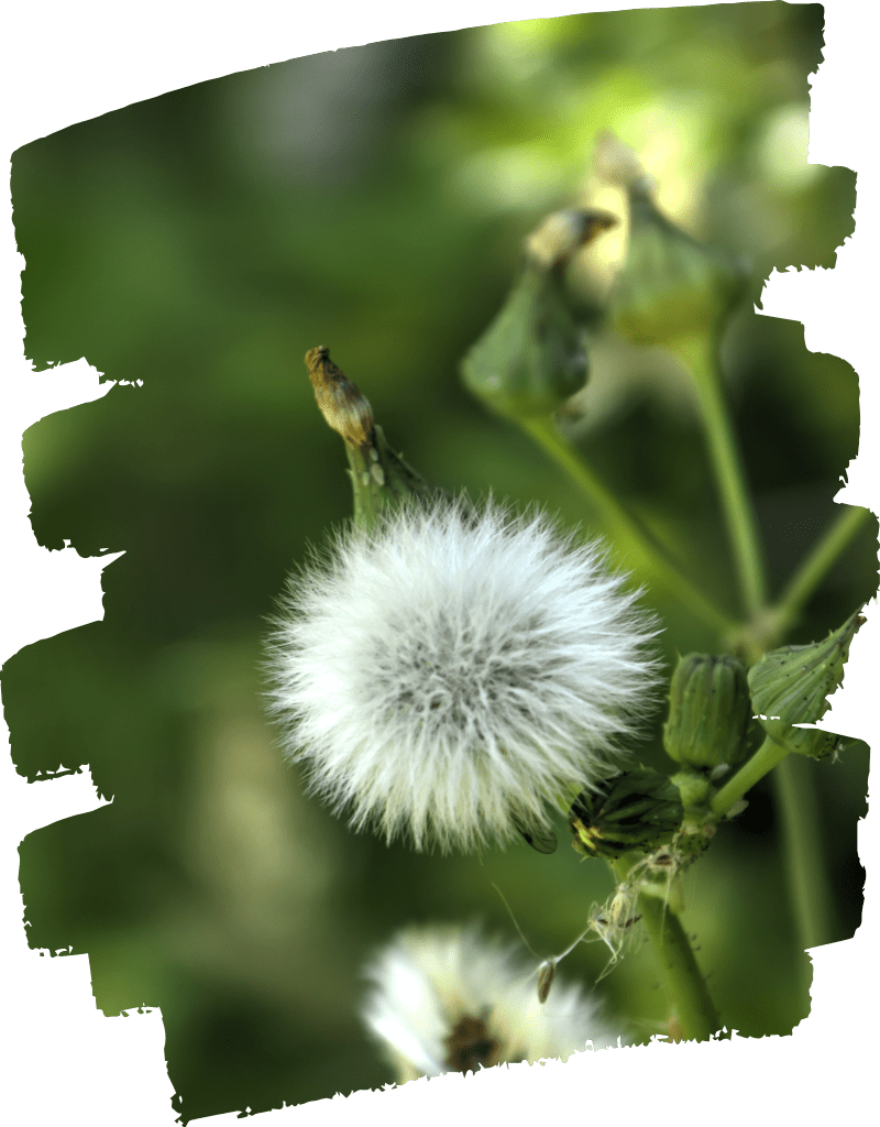 Online counselling can help when you feel lost and lonely, a feeling provoked by this dandelion in a green forest.