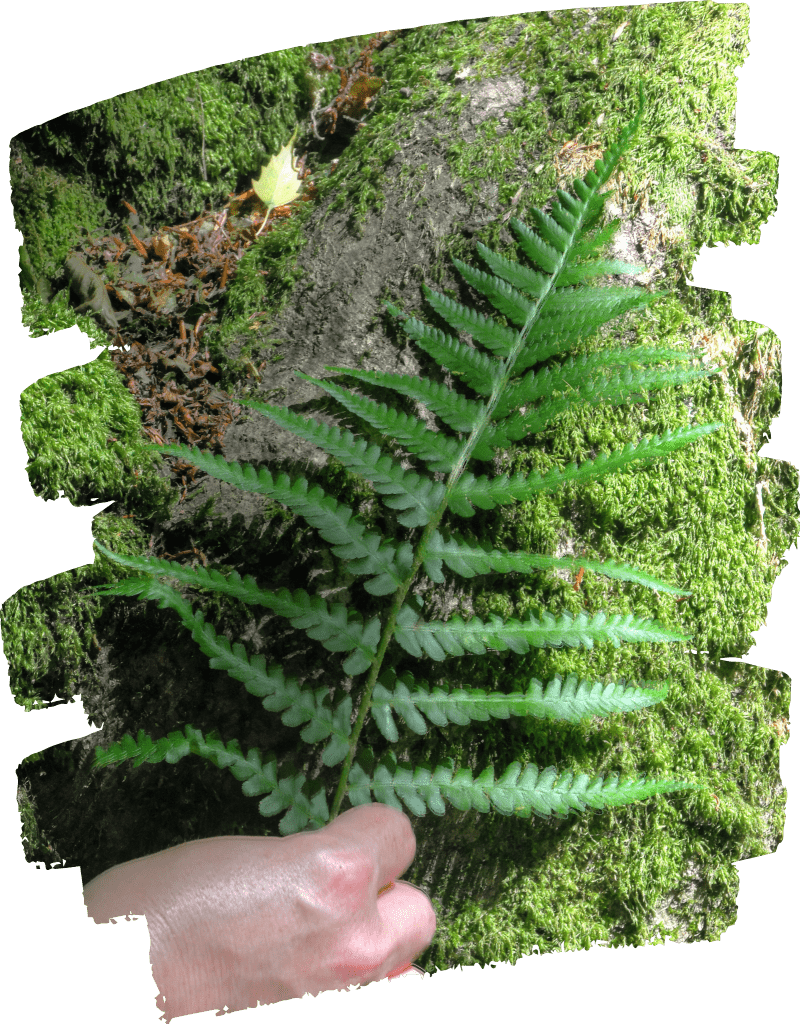 Counselling to explore sensory processing sensitivity can help by finding the beauty in details again like the details on this fern leaf on mossy bark.