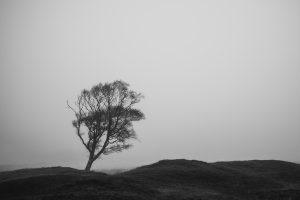 A windswept tree in a barren location, feeling detached from life but with a certain grace in the stillness. 