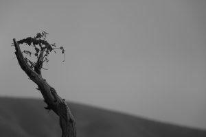 A tree stomp in a dark, grey environment like feeling detached from life.